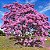 Ipê Roxo (Handroanthus impetiginosus): 5 Sementes - Imagem 2