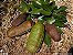 Jatobá (Hymenaea Courbaril): 2 Sementes - Imagem 4