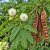 Leucena (Leucaena leucocephala): 10 Sementes - Imagem 1