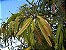 Leucena (Leucaena leucocephala): 10 Sementes - Imagem 2