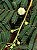 Leucena (Leucaena leucocephala): 10 Sementes - Imagem 6