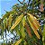 Leucena (Leucaena leucocephala): 10 Sementes - Imagem 2