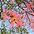 Paineira Rosa - Paina Rosa (Chorisia Speciosa): 5 Sementes - Imagem 2
