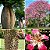 Paineira Rosa - Paina Rosa (Chorisia Speciosa): 5 Sementes - Imagem 1