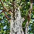 Pau Ferro (Caesalpinia ferrea): 5 Sementes - Imagem 1