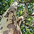 Pau Ferro (Caesalpinia ferrea): 5 Sementes - Imagem 2