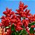 Pau Formiga (Triplaris Americana): 5 Sementes - Imagem 1