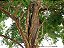 Pau jacaré (Piptadenia gonoacantha): 5 Sementes - Imagem 2