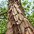 Pau jacaré (Piptadenia gonoacantha): 5 Sementes - Imagem 1