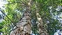 Pau jacaré (Piptadenia gonoacantha): 5 Sementes - Imagem 3