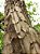 Pau jacaré (Piptadenia gonoacantha): 5 Sementes - Imagem 1