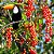 Pau Viola (Citharexyum Myrianthum): 10 Sementes - Imagem 1