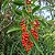 Pau Viola (Citharexyum Myrianthum): 10 Sementes - Imagem 2