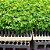 Sansão do Campo (Cerca Viva) – Mimosa Caesalpiniifolia - 20 Sementes - Imagem 2
