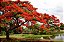 Flamboyant Vermelho  - Delonix Regia - 20 Sementes - Imagem 2