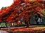 Flamboyant Vermelho  - Delonix Regia - 20 Sementes - Imagem 3