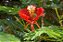 Flamboyant Vermelho  - Delonix Regia - 20 Sementes - Imagem 4