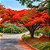 Flamboyant Vermelho  - Delonix Regia - 20 Sementes - Imagem 1