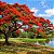 Flamboyant Vermelho  - Delonix Regia - 20 Sementes - Imagem 2