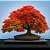 Flamboyant Vermelho  - Delonix Regia - 50 Sementes - Imagem 1