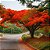 Flamboyant Vermelho  - Delonix Regia - 50 Sementes - Imagem 2