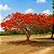 Flamboyant Vermelho  - Delonix Regia - 50 Sementes - Imagem 3