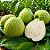 Goiaba Branca Psidium guajava: 10 Sementes - Imagem 1