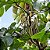 Embaúba / Embaúva - Cecropia hololeuca - 20 Sementes - Imagem 1