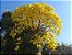 Ipê Amarelo do Cerrado - Tabebuia ochracea - 5 Sementes - Imagem 3