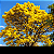 Ipê Amarelo do Cerrado - Tabebuia ochracea - 5 Sementes - Imagem 1