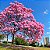 Ipê Rosa - Handroanthus avellanedae - 5 Sementes - Imagem 2