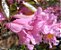 Ipê Rosa - Handroanthus avellanedae - 5 Sementes - Imagem 8