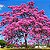 Ipê Rosa - Handroanthus avellanedae - 5 Sementes - Imagem 1