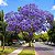 Jacarandá Azul Mimoso - Jacaranda mimosifolia Bignoniaceae: 5 Sementes - Imagem 2