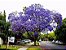 Jacarandá Azul Mimoso - Jacaranda mimosifolia Bignoniaceae: 5 Sementes - Imagem 2