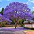 Jacarandá Azul Mimoso - Jacaranda mimosifolia Bignoniaceae: 5 Sementes - Imagem 1