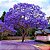 Jacarandá Azul Mimoso - Jacaranda mimosifolia Bignoniaceae: 5 Sementes - Imagem 1