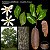 Jequitibá Branco - Cariniana estrellensis - 5 Sementes - Imagem 1