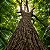 Jequitibá Branco - Cariniana estrellensis - 5 Sementes - Imagem 3