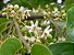 Jequitibá Branco - Cariniana estrellensis - 5 Sementes - Imagem 5