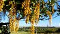 Lofantera, Chuva-de-ouro - Lophantera lactescens - 5 Sementes - Imagem 9