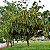 Lofantera, Chuva-de-ouro - Lophantera lactescens - 5 Sementes - Imagem 2