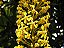 Lofantera, Chuva-de-ouro - Lophantera lactescens - 5 Sementes - Imagem 6