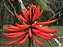 Mulungu do litoral - Erythrina speciosa - 3 Sementes - Imagem 1