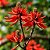 Mulungu do litoral - Erythrina speciosa - 3 Sementes - Imagem 1
