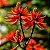 Mulungu do litoral - Erythrina speciosa - 3 Sementes - Imagem 1