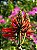Mulungu do litoral - Erythrina speciosa - 3 Sementes - Imagem 10