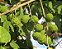 Mutambo - Guazuma Ulmifolia - 10 Sementes - Imagem 1