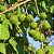 Mutambo - Guazuma Ulmifolia - 10 Sementes - Imagem 1