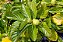 Noni - Morinda citrifolia - 3 Sementes - Imagem 6